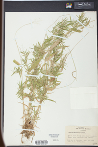 Panicum microcarpon image