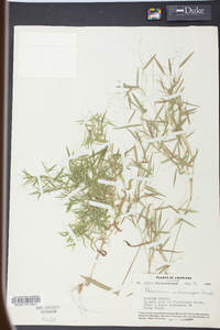 Panicum microcarpon image