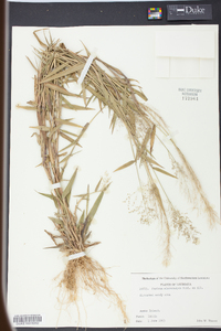 Panicum microcarpon image