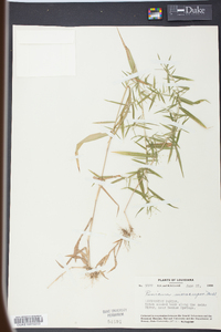 Panicum microcarpon image