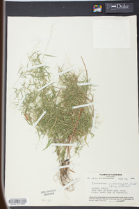 Panicum microcarpon image