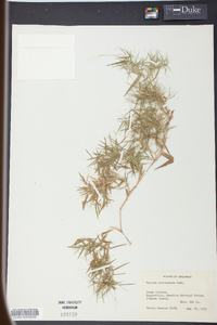 Panicum microcarpon image