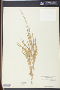 Panicum philadelphicum image