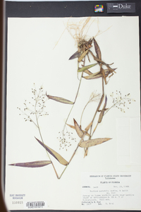 Panicum mutabile image