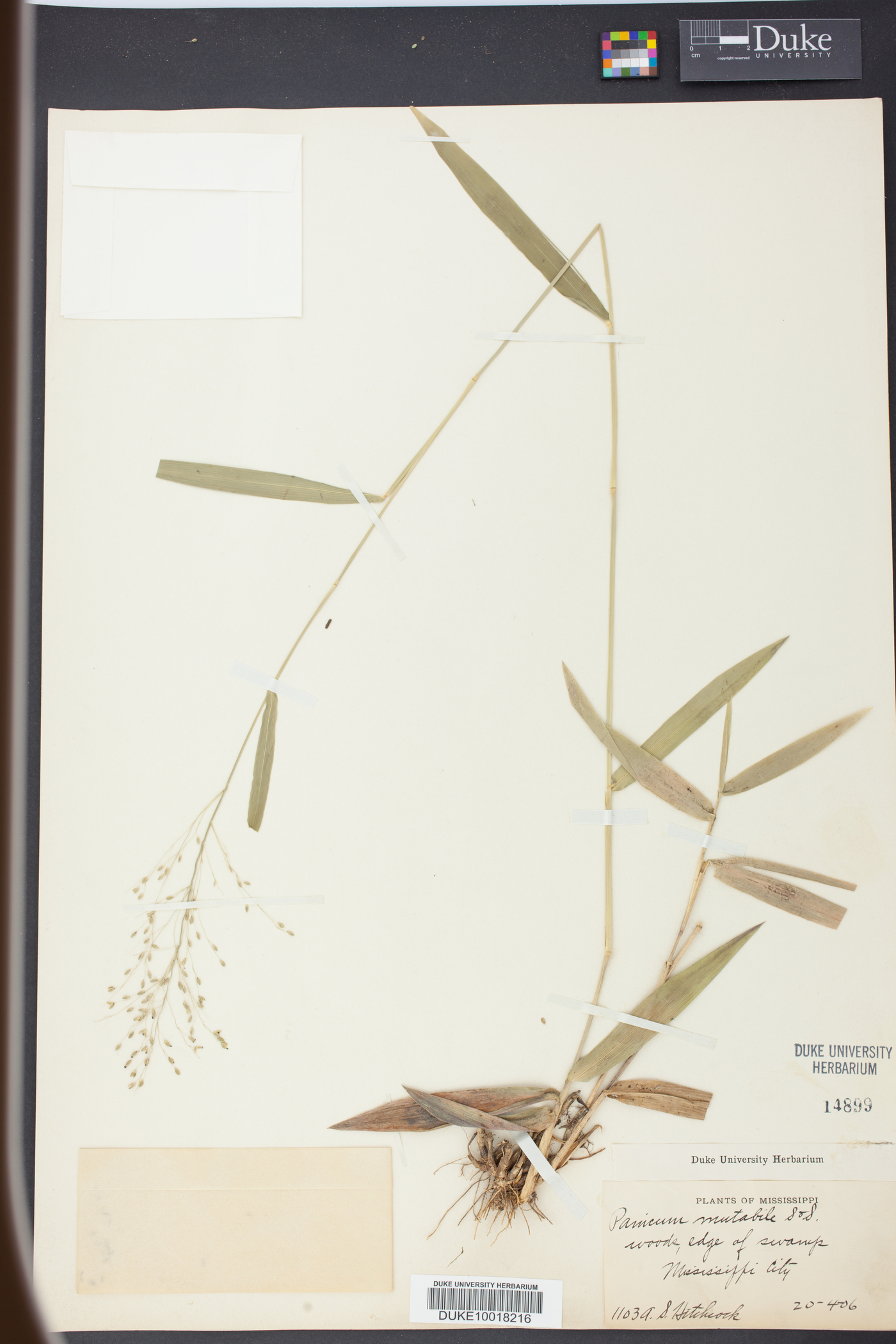Panicum mutabile image