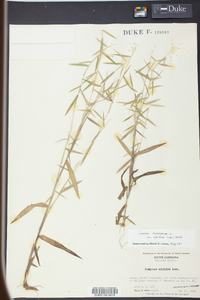 Panicum nitidum image