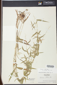 Panicum nitidum image