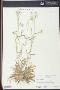 Panicum nitidum image