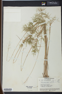 Panicum nitidum image