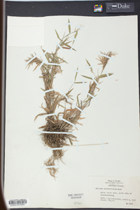 Panicum patentifolium image