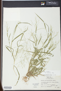 Panicum philadelphicum image