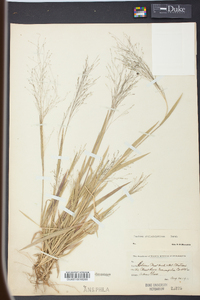 Panicum philadelphicum image