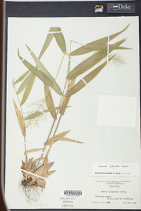 Panicum polyanthes image