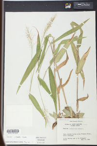 Panicum polyanthes image