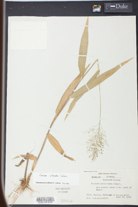 Panicum polyanthes image