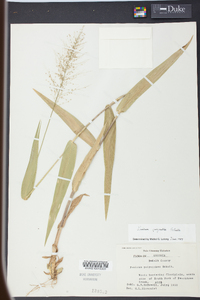 Panicum polyanthes image