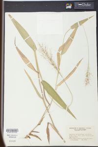 Panicum polyanthes image