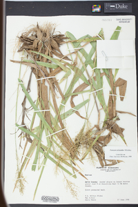 Panicum polyanthes image