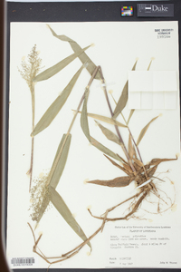 Panicum polyanthes image