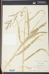 Urochloa mutica image