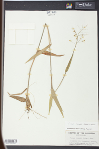 Panicum ravenelii image