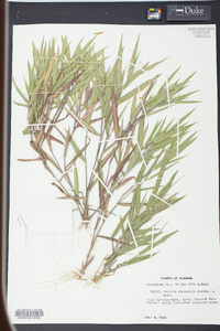 Panicum ravenelii image