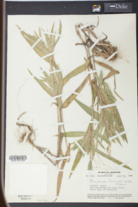 Panicum ravenelii image