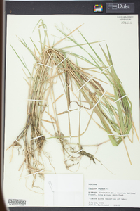 Panicum repens image