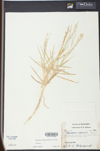 Panicum repens image