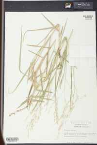 Panicum repens image