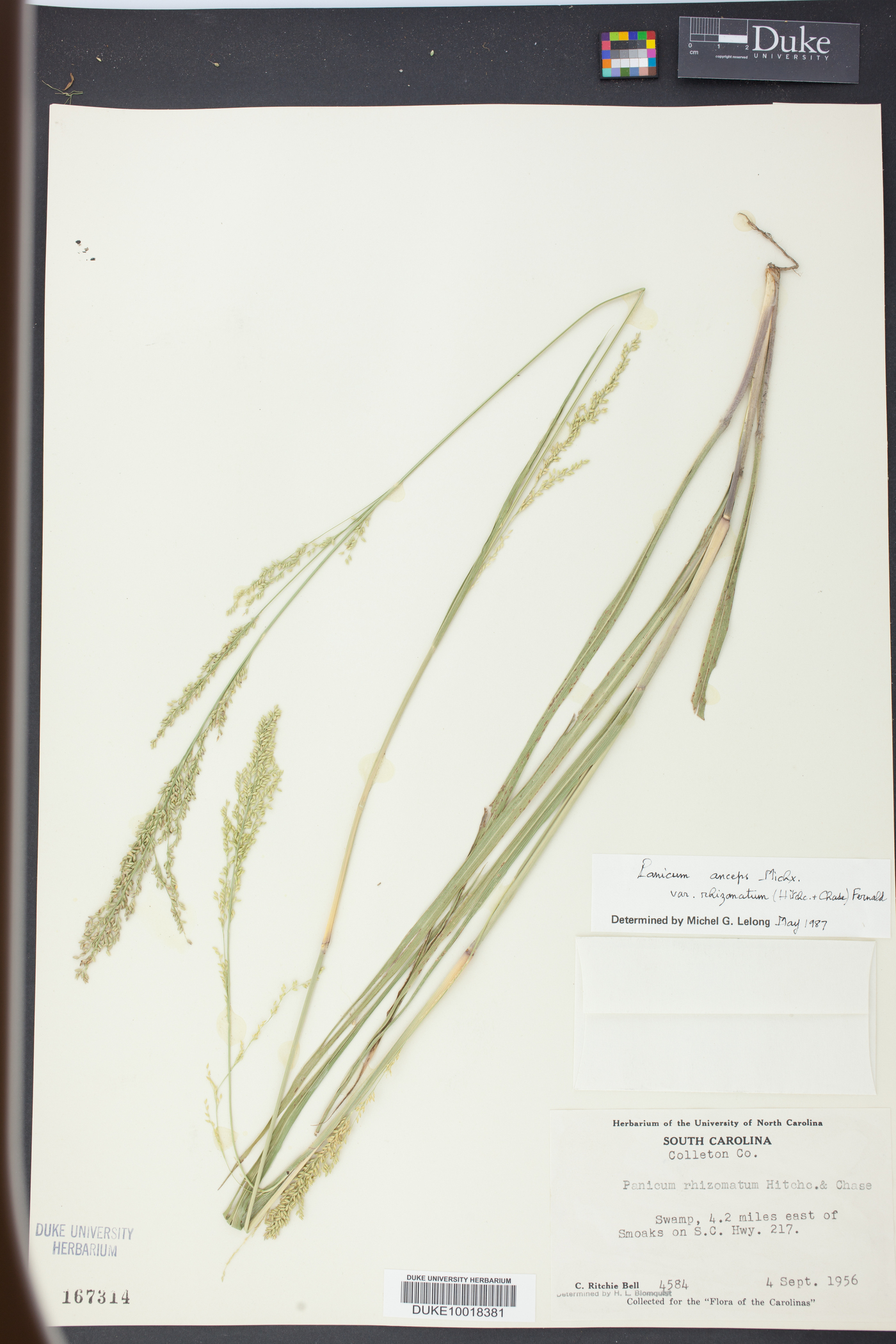 Panicum rhizomatum image