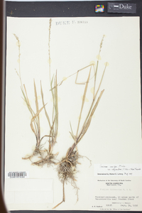 Panicum rhizomatum image