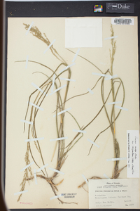 Panicum rhizomatum image