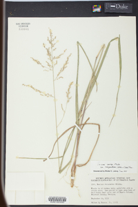 Panicum rhizomatum image