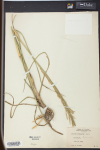 Panicum rhizomatum image