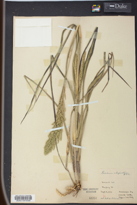 Panicum rhizomatum image