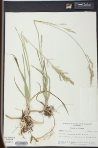 Panicum rhizomatum image