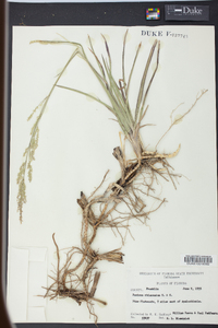 Panicum rhizomatum image