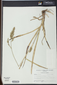 Panicum rhizomatum image