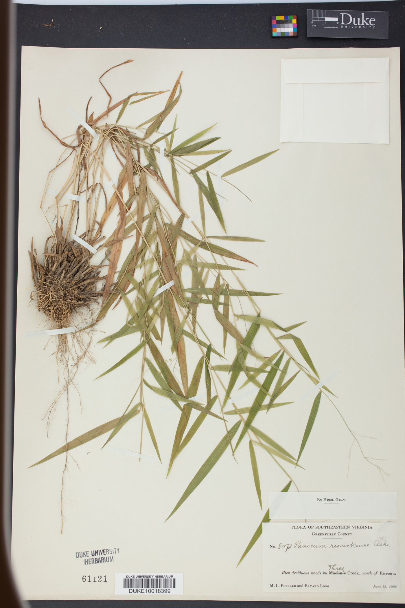 Panicum roanokense image