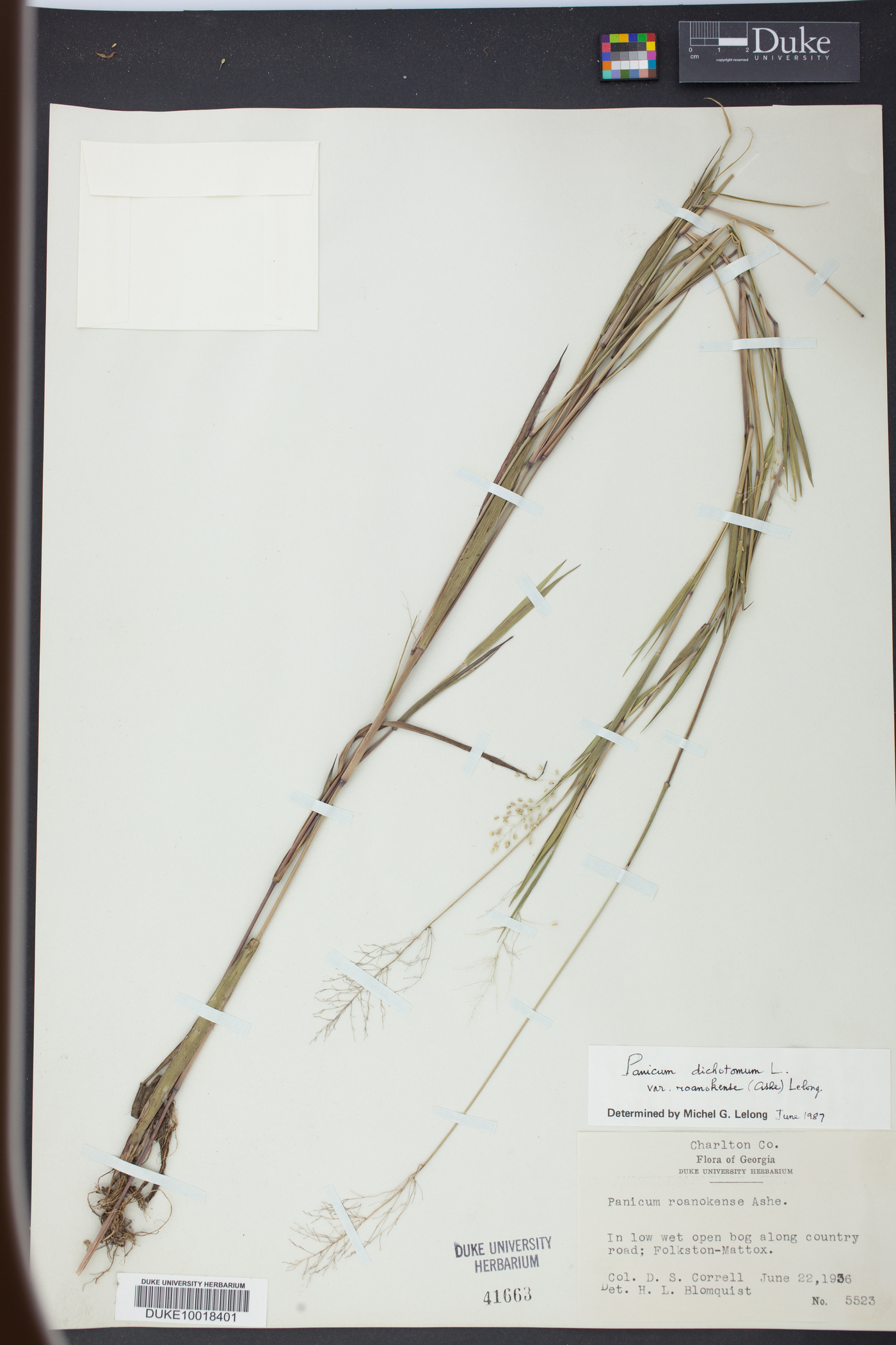 Panicum roanokense image