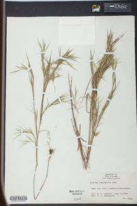 Panicum roanokense image