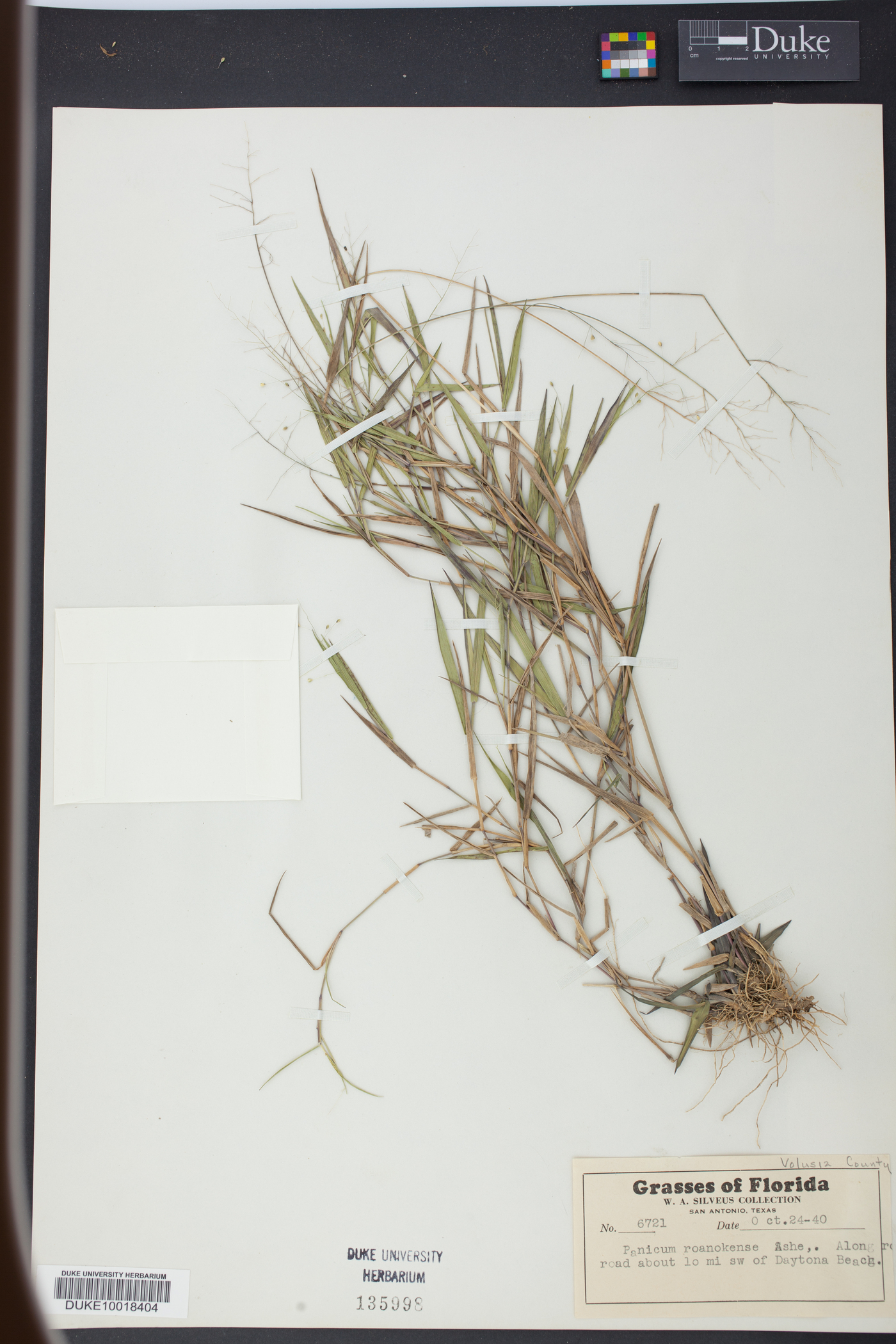 Panicum roanokense image