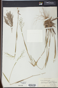 Panicum roanokense image