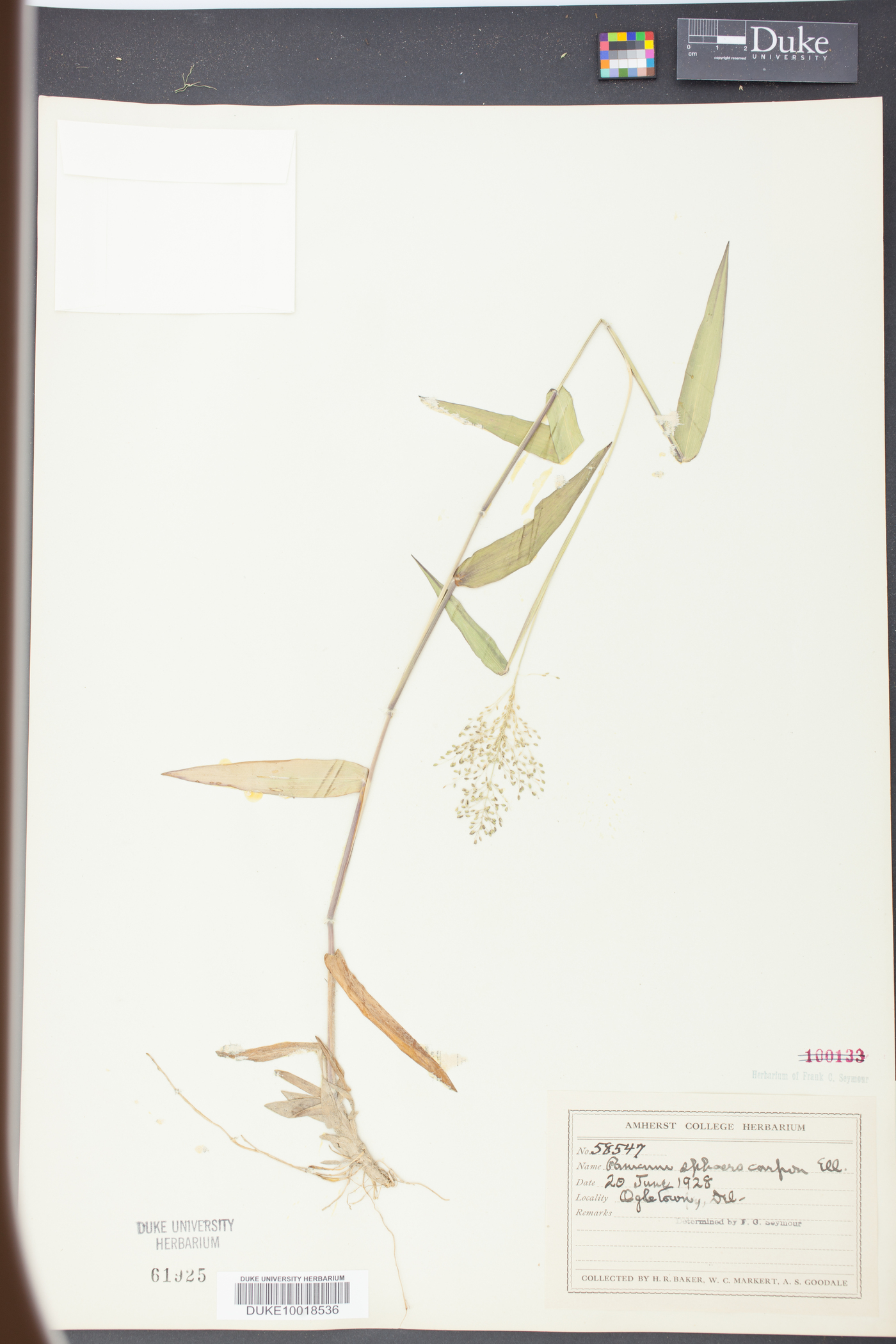 Panicum sphaerocarpon image