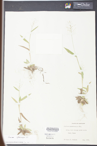 Panicum sphaerocarpon image