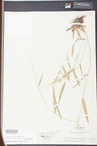 Panicum sphaerocarpon image