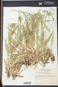 Panicum sphaerocarpon image