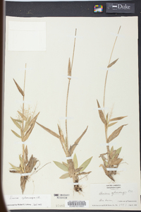 Panicum sphaerocarpon image