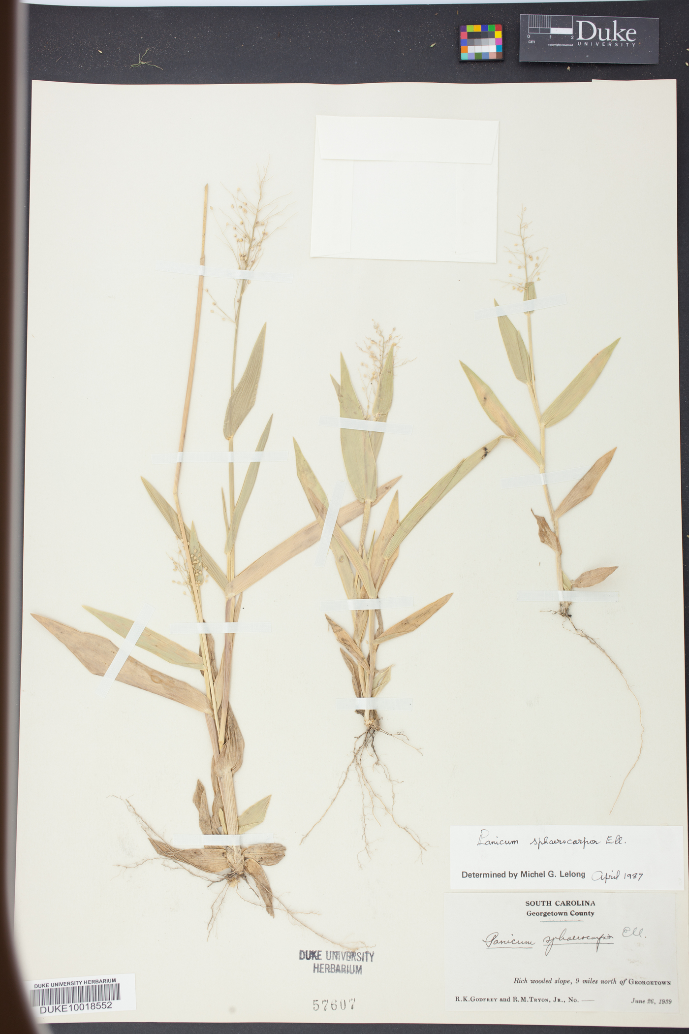 Panicum sphaerocarpon image